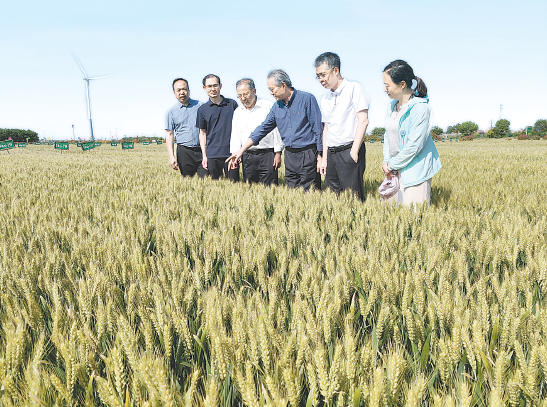 确保夏粮丰收到手 我市全力备战“三夏”